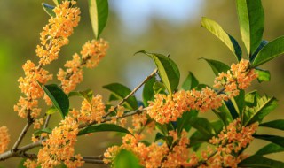 桂花怎么样保存（桂花怎么样保存香味）