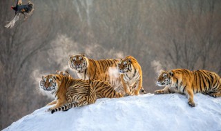 属虎与属蛇怎么化解 属虎和属蛇怎么化解