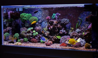 石头上的青苔怎么清除（鱼缸里石头上的青苔怎么清除）