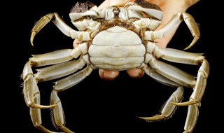 活的膏蟹怎么保存 红膏活蟹怎么保存