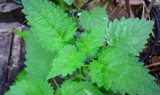 藿香怎么做好吃（藿香花怎么做）