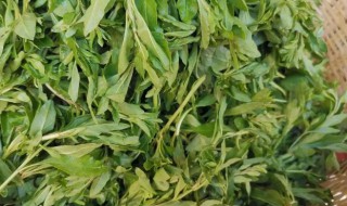 枸杞芽菜怎么做好吃 枸杞芽菜怎样做好吃