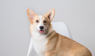 狗狗疫苗怎么保存 狗狗疫苗怎么保存是冷藏还是冷冻?