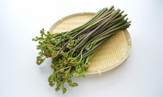 蕨菜怎么吃才好吃（蕨菜蕨菜怎么吃）