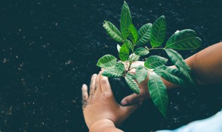 怎么种苹果树（怎么种苹果树苗）