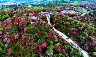 百里杜鹃旅游攻略 毕节百里杜鹃旅游攻略