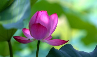 二年级关于立夏的诗句有什么 夏天有关的诗句二年级