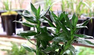 富贵竹怎么修剪根部（富贵竹怎么修剪根部视频）