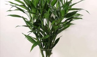 富贵竹根部发黄怎么办 富贵竹根茎发黄怎么救