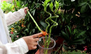 富贵竹发臭怎么办（富贵竹有臭味怎么办）