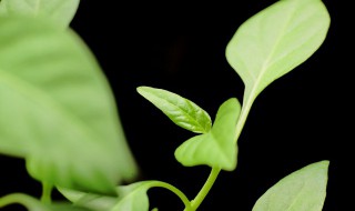 芽苗菜怎么种植 枸杞芽苗菜怎么种植