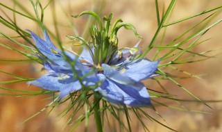 养龙胆花的养殖方法 鲜花龙胆怎么养