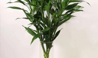 富贵竹买来怎么处理 富贵竹买回来怎么弄