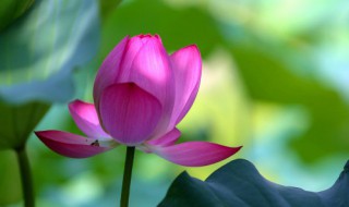 立夏的励志句子 立夏激励句子