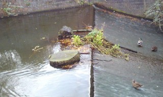 院子里青苔怎么清除(院里青苔如何去除)