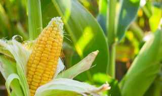 玉米秸秆打捆可以做什么（玉米秸秆怎么捆）