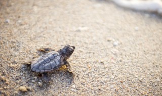 巴西龟水肿要怎么养 巴西龟肿了怎么办