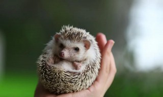 刺猬要怎么养(刺猬要怎么养?)
