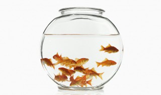 鱼要怎么养才不会死 鱼用什么养不会死