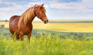 马要怎么养才不会跑 什么样的马不会跑