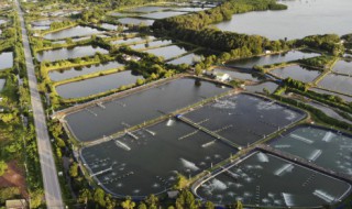 龙虾要怎么养（龙虾要怎么养活在家）