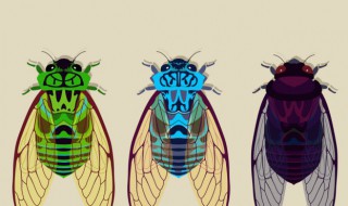 知了猴怎么种植（知了猴怎样种植）