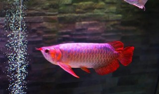 龙鱼一开始养要怎么养 龙鱼好养吗龙鱼怎么养