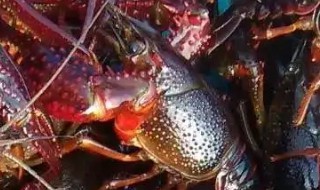 小龙虾如何养殖(超市小龙虾如何养殖)