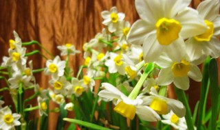 水仙花水培方法 水仙花水培方法和注意事项