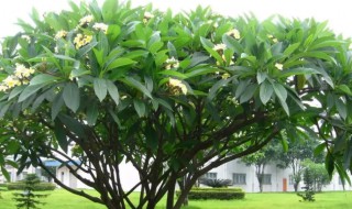 鸡蛋树怎么种（鸡蛋花树怎样种植）