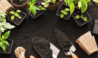 秋季阳台种什么蔬菜（秋季阳台种什么蔬菜最好）