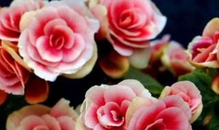 丽格海棠水培方法（丽格海棠水培多久生根）