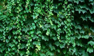 阳台种什么攀爬植物好 阳台种什么爬藤植物