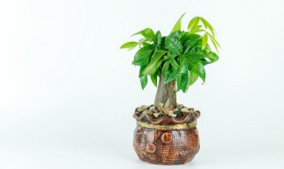 家里适合放什么大盆栽 室内适合放什么什么盆栽