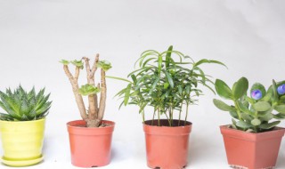 阳台上种什么植物好 阳台种些什么植物好