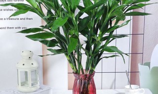 家里放什么植物（家里放什么植物最好招财又好养）