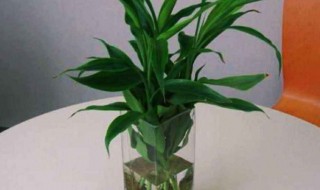 莲花富贵竹怎么养 莲花富贵竹的养殖方法和注意事项