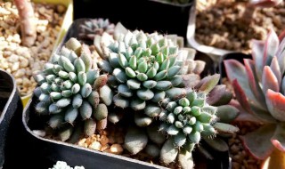 小蓝衣多肉怎么养 小蓝衣多肉怎么养老桩