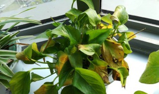 绿萝发黄怎么办（绿萝发黄怎么办呢）