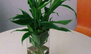 水养富贵竹用什么肥 水养富贵竹怎么施肥、施什么肥好