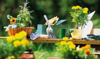 什么植物放家里好 什么植物放家里好漂亮