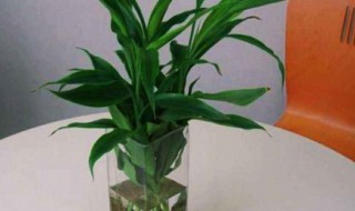 富贵竹水培怎么养殖 富贵竹养植水培