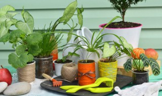 家里放植物有什么讲究 家中放植物有什么好处