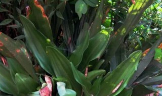 万年青如何种植好 怎样养殖万年青