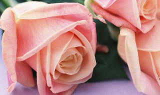 如何打理玫瑰花（玫瑰鲜花怎么打理）