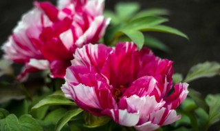 牡丹花怎样管理（牡丹花怎样管理才能好好地开花）