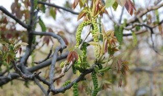 新鲜核桃花怎么处理 新鲜核桃花怎么处理成干花