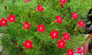 茑萝什么时候开花（茑萝花期什么时候）