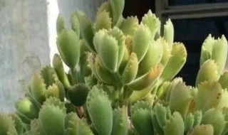 熊童子什么时候开花（熊童子什么时候开花?）