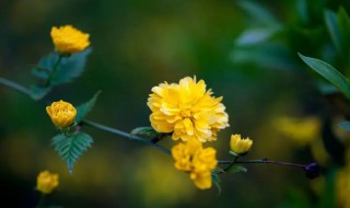 棣棠花什么时候开花（棠棣花几月开）